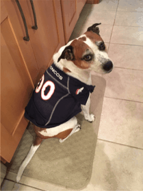 Halloween is for the Dogs