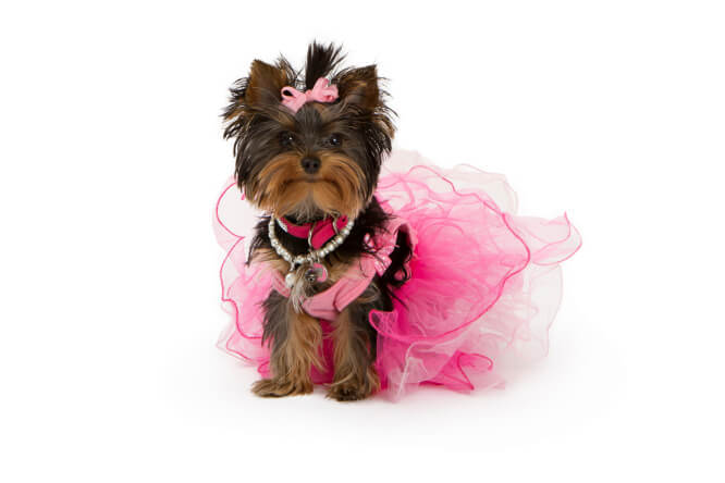 KIDS CATS AND DOGS